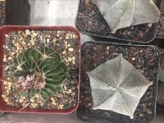 -双季花艺园艺市场(浦东店)