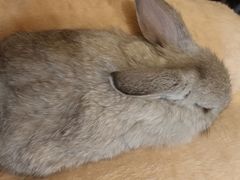 -猫猫幼稚园·撸猫·桌游·电玩