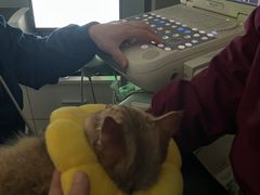 -伟伟宠物医院·瑞派猫友好医院·猫科(光谷店)