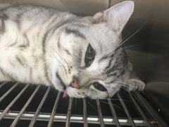 -创凡宠物医院·骨专科  猫科中心(西乡分院)