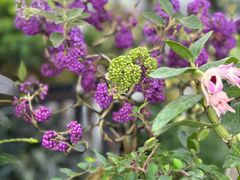 -三圣花乡旅游区