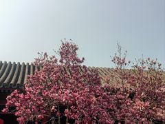 -白云观