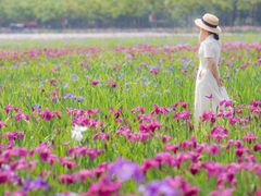 -上海长兴岛郊野公园