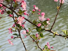 -南汇桃花村