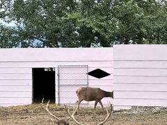 -青藏高原野生动物园