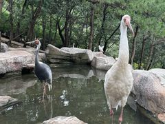 -燕塞湖鸟语林景区