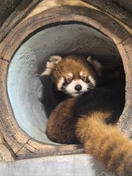 -Zoolung Zoolung动物主题公园(海信广场店)