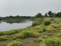 -贡湖湾湿地公园