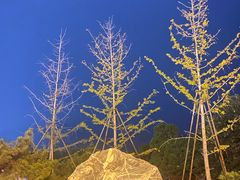 -泰山风景名胜区