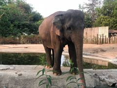 -清迈夜间动物园