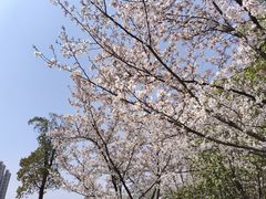 -西湖文化广场