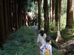 -武陵山森林公园