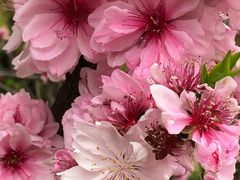 -上海市龙华烈士陵园