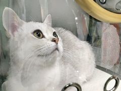 -瑞派福兴宠物医院犬猫全科·骨科·中西医结合(河东店)