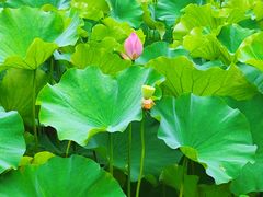 -沐仙湖湿地公园