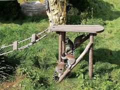 -大连森林动物园