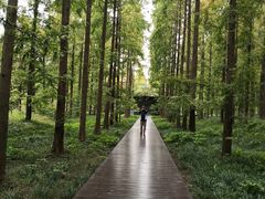 -黄海国家森林公园