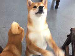 -柴源莊·柴小宠柴犬咖啡