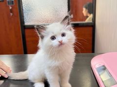 -安安宠医宠物医院·异宠·犬猫内科(岳阳分院)