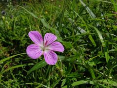 -白草畔自然风景区