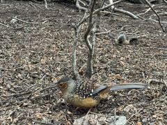 -稻城亚丁风景区-电瓶观光车售票处