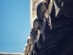 -南京市民俗博物馆(甘熙故居)