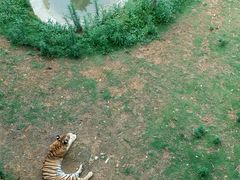 老虎-泉州海丝野生动物世界