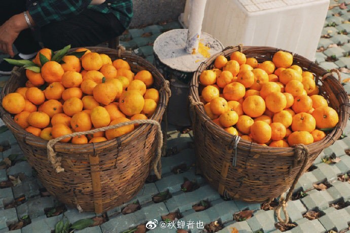 橘子红了,石榴熟了,来苏州东山体验收获的美好.