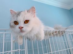 -喵的天空名猫咖啡馆·撸猫·猫舍·用品