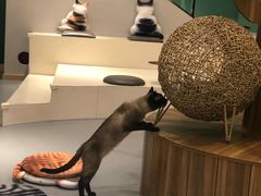 -飞行喵MR PILOT|猫舍·猫咖(静安大融城店)