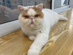 -Heymao猫咖.咖啡厅(东门店)