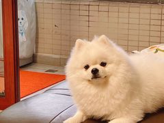 -瑞鹏宠物医院·骨科·猫科·内科(第一中心)