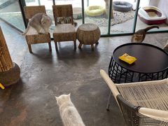 露天位-喵屿·大理花园猫咖