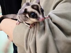 -藦茜花园宠物主题亲子互动体验馆(国顺东路店)