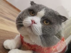 -袖虎·猫馆(体育西路店)