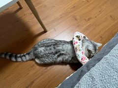-中农大我爱我爱24h动物医院·中医针灸·猫专科·骨科医疗中心(双井店)