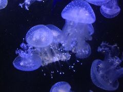 -青岛海底世界-水族馆