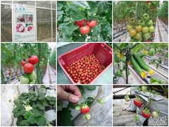 -苏州太湖西山岛开心农场