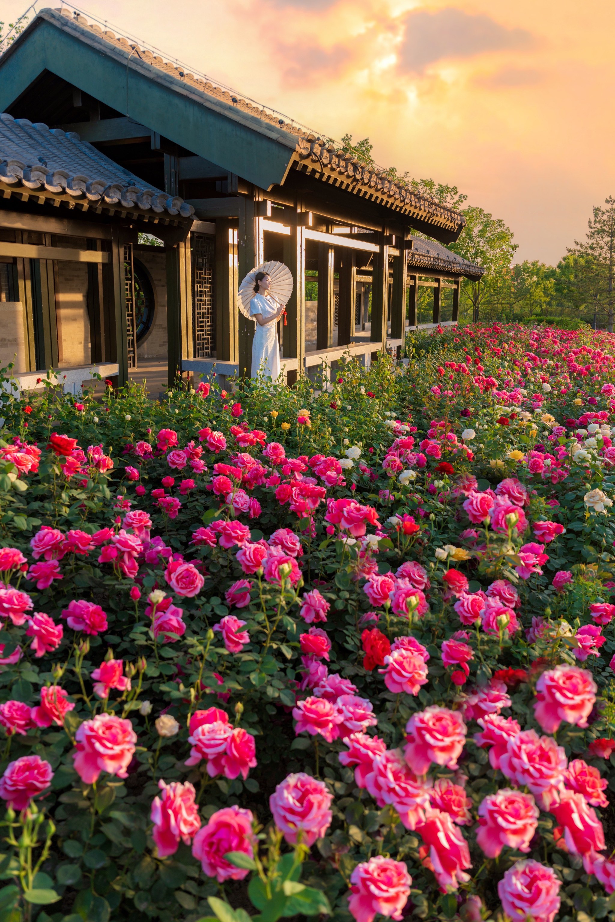 兴平月季花海图片