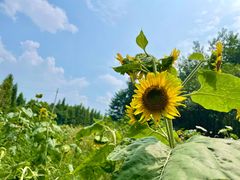 -桤木河湿地公园