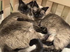 -藏猫猫咖啡主题馆(中央大道店)