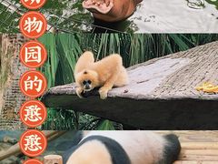 -深圳野生动物园