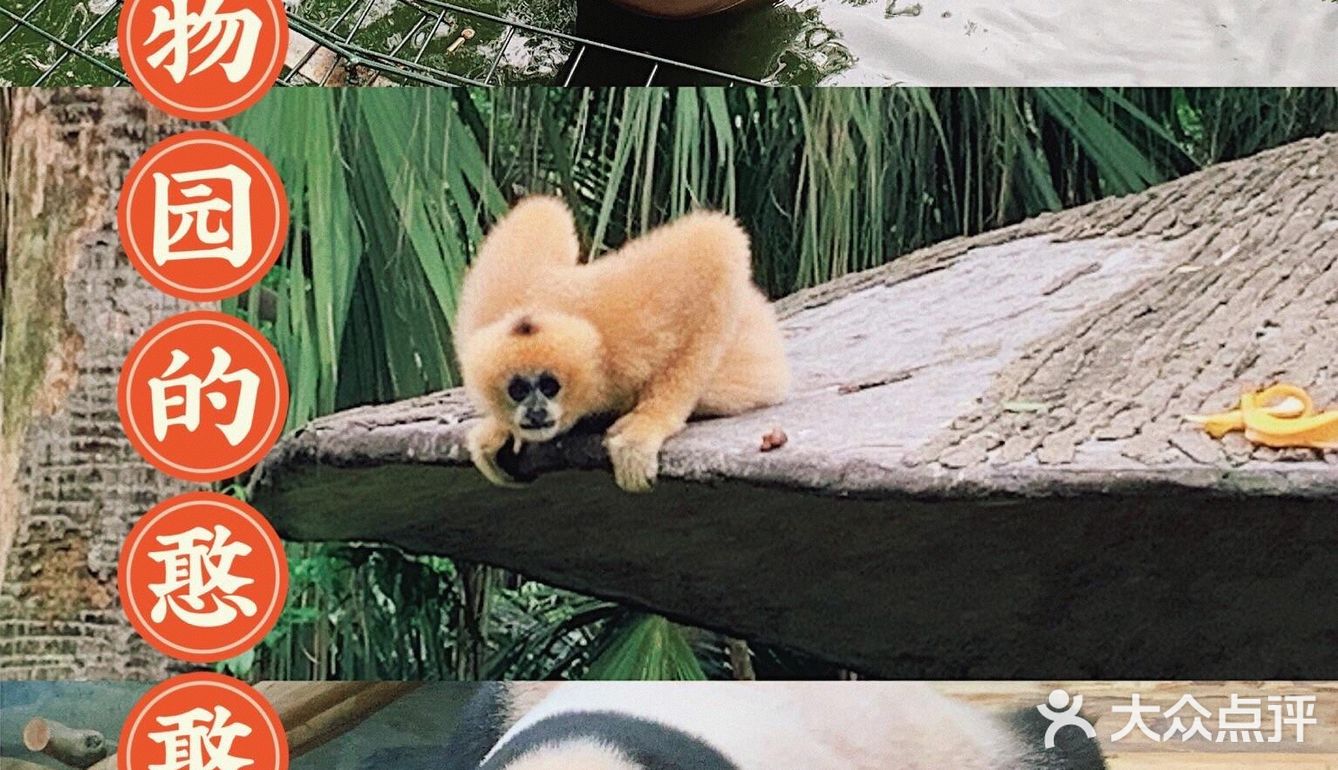 深圳|假日出游·野生动物园里的憨憨们在等你👋🏻