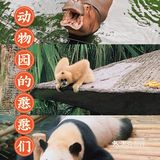 深圳|假日出游·野生动物园里的憨憨们在等你👋🏻