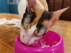 -猫小院猫主题餐厅(三里屯店)