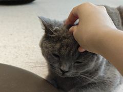 -飞行喵MR PILOT|猫舍·猫咖(静安大融城店)
