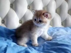 -东方名猫馆·英短金渐层布偶猫舍(环线广场1号楼店)