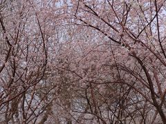 -桃花堤公园