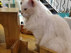 -猫小院猫主题咖啡厅(北锣店)