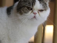 -喵园·猫主题咖啡厅·撸猫·猫咖(国贸店)